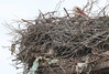 StVrabci_2343.jpg