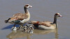 TZP_EgyptianGoose_SER5722.jpg