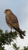 TZP_GreaterKestrel_SER6906.jpg