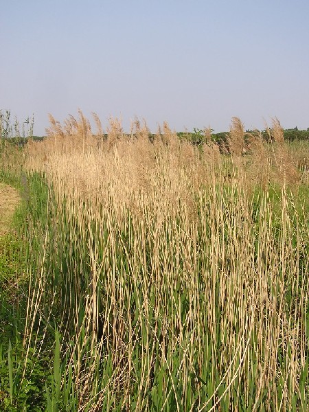 Klikni za ogled večje slike