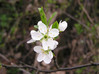 Črni_trn_Prunus_spinosa2.JPG