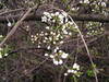 Črni_trn_Prunus_spinosa4.JPG
