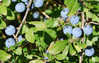 Črni_trn_Prunus_spinosa9.JPG