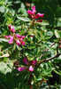 Dlakavi_sleč_Rhododendron_hirsutum14.JPG