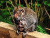 Javanski makak - Macaca fascicularis12.JPG