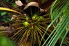 Kokosova palma - Cocos nucifera1.JPG