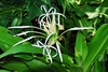 Lilija - Liliaceae x1.JPG