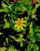 Nebinovke - Asteraceae1.JPG
