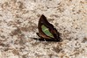 Papilio palinurus2.JPG