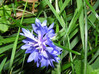 Plavica_Centaurea_cyanus1.JPG