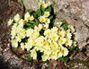 Trobentica_Primula_vulgaris13.JPG