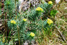 Wulfenov_mleček_Euphorbia_wulfenii1.JPG