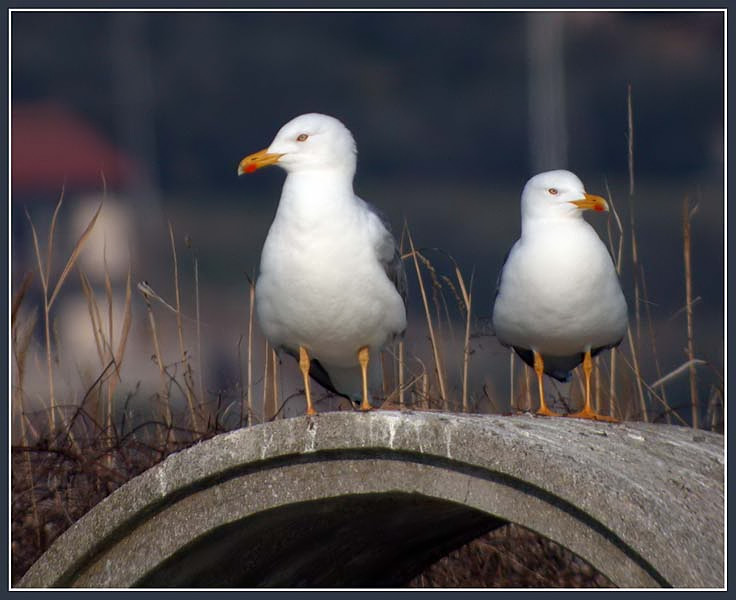 Klikni za ogled večje slike