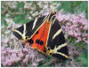 metulj14.jpg