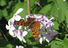 metulj2_1.jpg