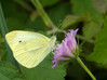 metulj2~2.jpg