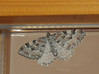 metulj2~6.jpg