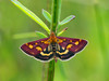 pyrausta purpuralis3.jpg