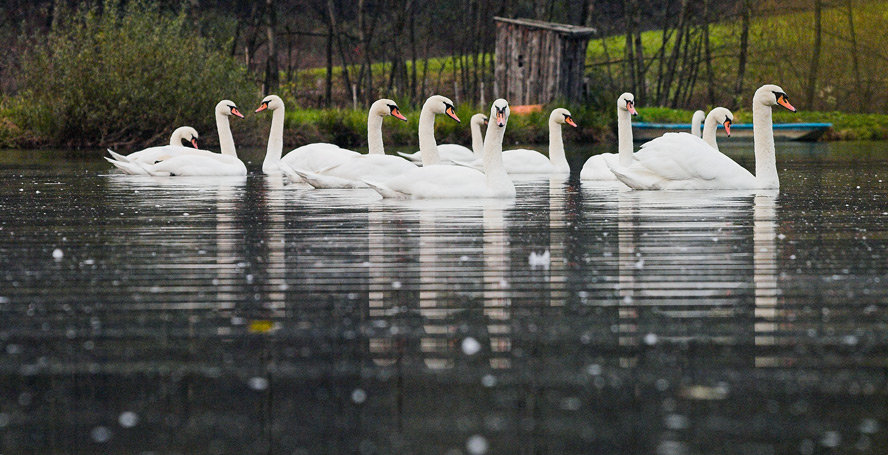 Klikni za ogled večje slike