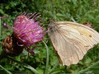 metulj1.jpg
