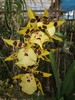 orhideja.JPG