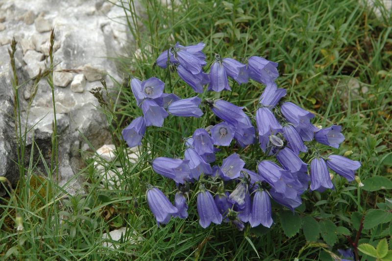 Klikni za ogled večje slike