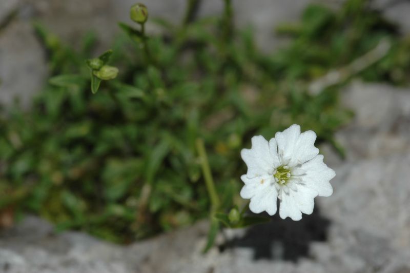 Klikni za ogled večje slike