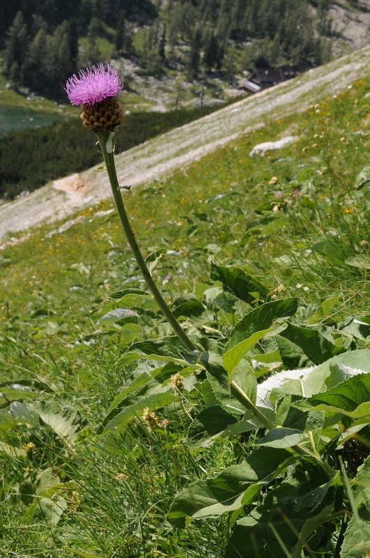 Klikni za ogled večje slike