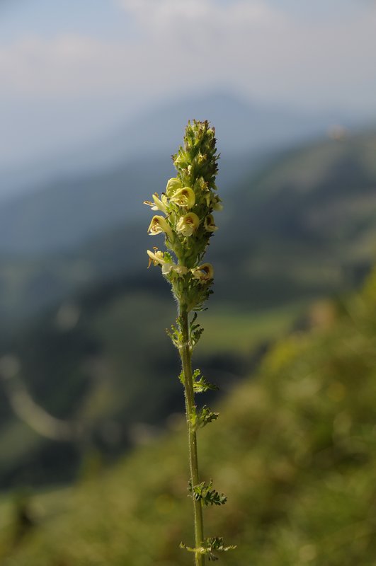 Klikni za ogled večje slike