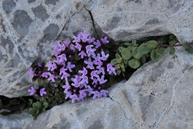 Klikni za ogled večje slike