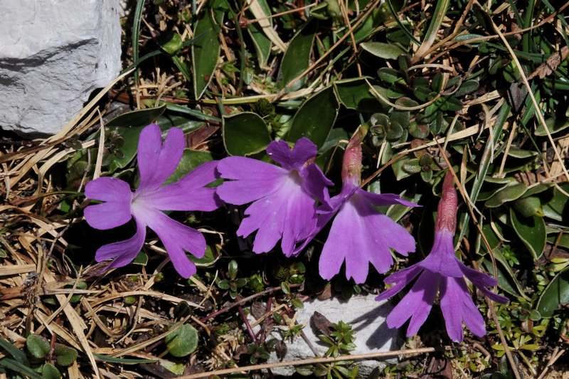 Klikni za ogled večje slike