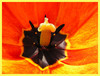 tulipan-2.jpg