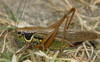 Metrioptera roeseli 002crop.jpg