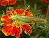 Tettigonia viridissima 009 crop3.jpg