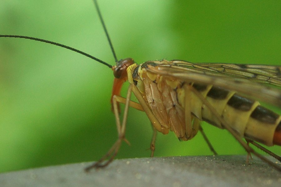 Klikni za ogled večje slike