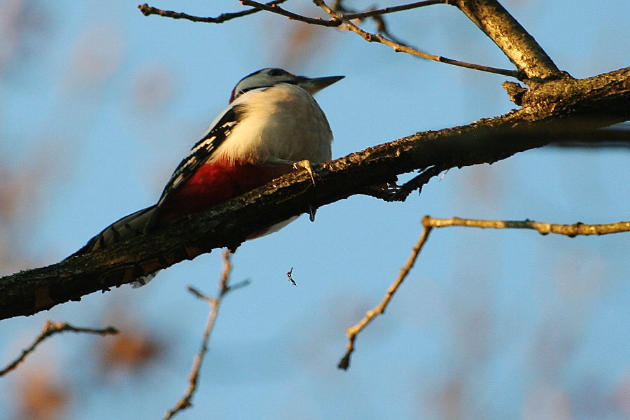 Klikni za ogled večje slike