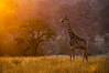 Kruger park 2010 - 100818.jpg