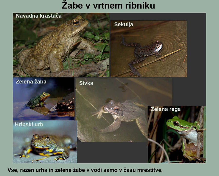 Klikni za ogled večje slike