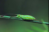 Ephippiger discoidalis - larva...jpg