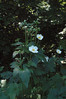 anemona-vrtna.jpg