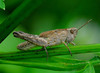 chorthippus bigutt- larva.jpg