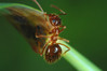 mravljica Prenolepis nitens.jpg