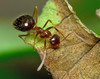mravljica.jpg