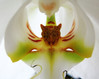orhideja~0.JPG
