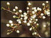 Črni trn (Prunus spinosa) 001.jpg