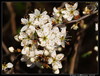 Črni trn (Prunus spinosa) 003.jpg