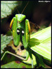 Bogomolka (Mantis religiosa) 007.jpg