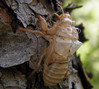 Cicada orni 1.jpg