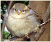 Domači vrabec (Passer domesticus).jpg