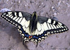Lastovičar (Papilio machaon) 004.jpg